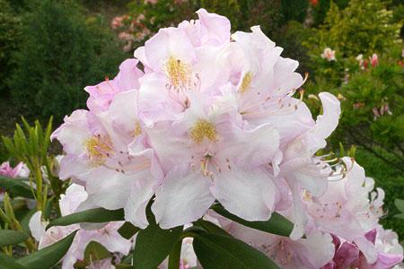 Rododendrony wielkokwiatowe ALBUM NOVUM czysto biały